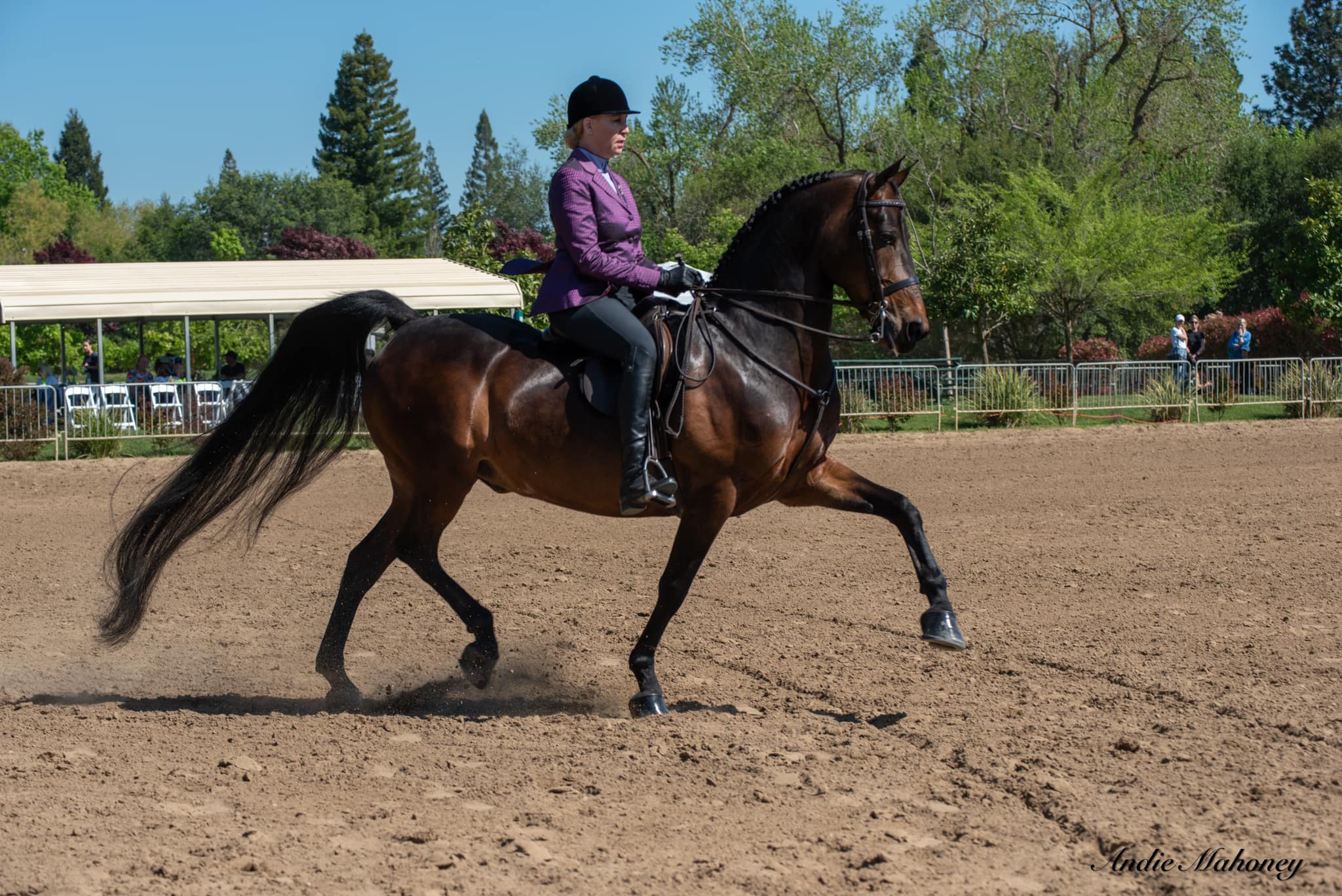 Nor Cal Oktoberfest Walking Horse Show